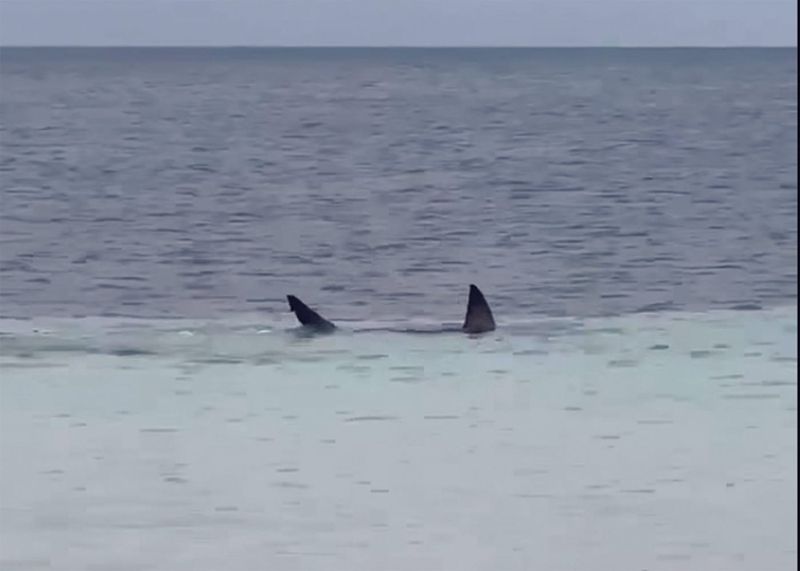 Shark spotted close to Port Hughes shore post image