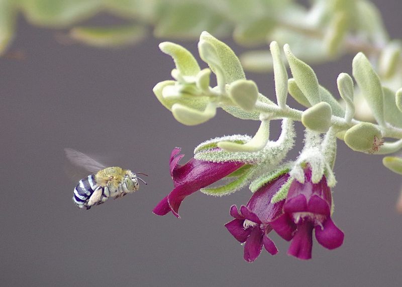 New guides highlight the power of pollinators on YP post image