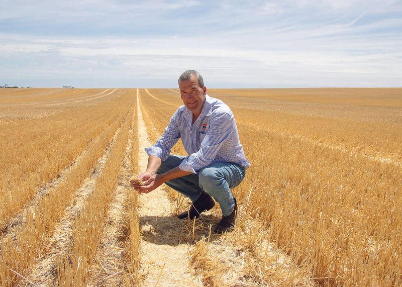 Clethodim resistance in ryegrass rises sharply on YP post image