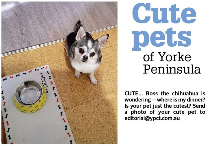 Cute pets of YP post image