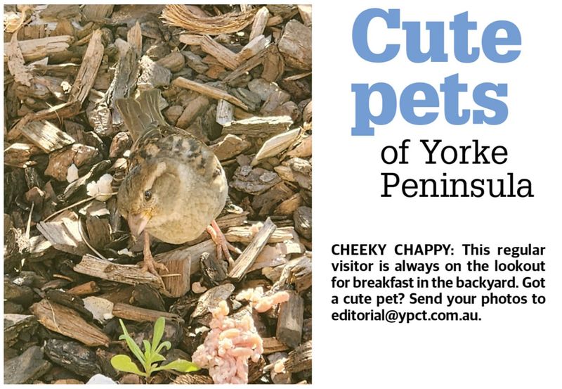 Cute pets of YP post image