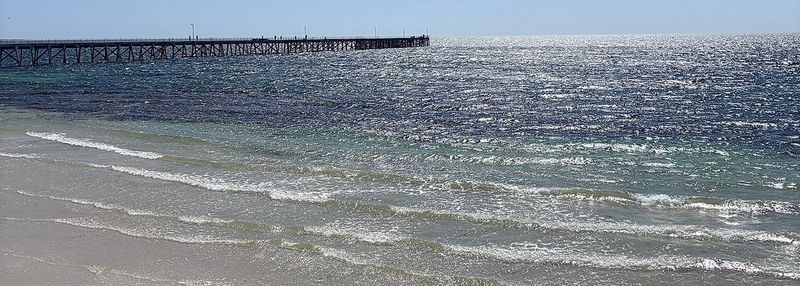 Algal bloom on the move post image