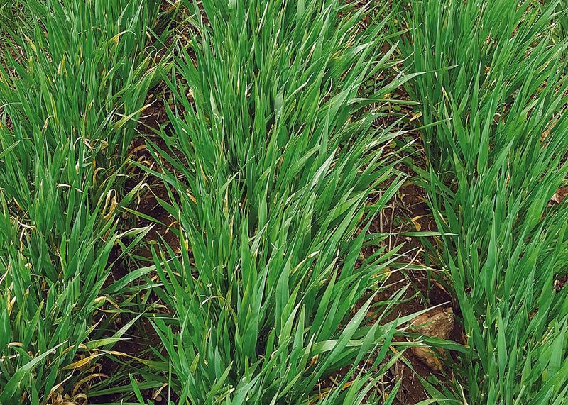 Nitrogen-fixing bacteria — now a real option post image