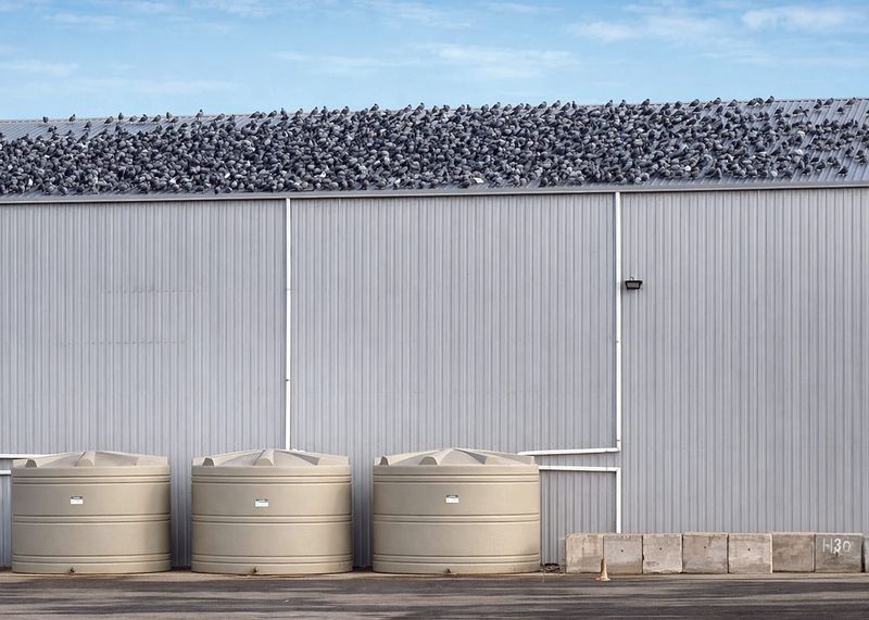 Pigeon problem  grows in Wallaroo post image