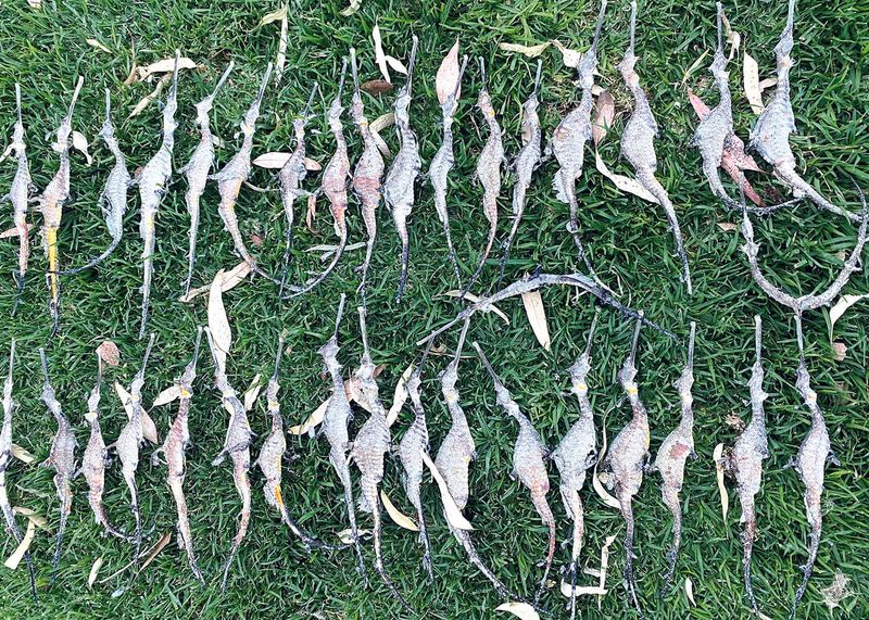 Liberals reveal ‘algae spin’ post image