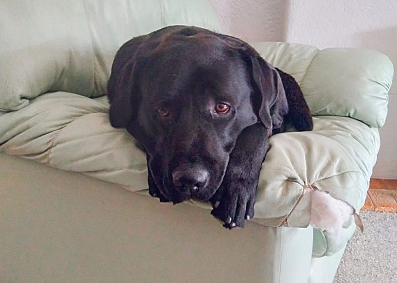 Suspected dog baiting in Yorketown and Edithburgh post image