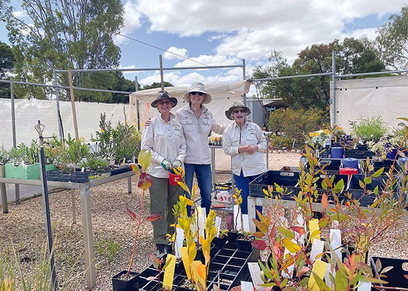 Australian native plants sale on again at Wallaroo Mines post image