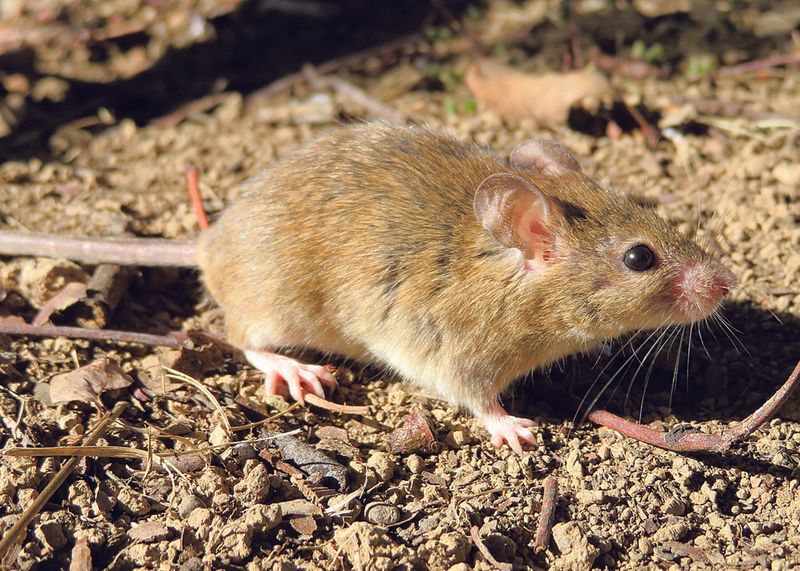 Fight for high-strength mouse bait continues post image