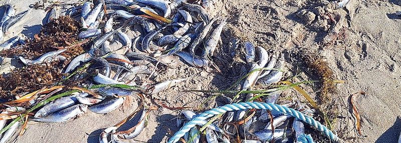 Pilchards make a stink at Marion Bay post image