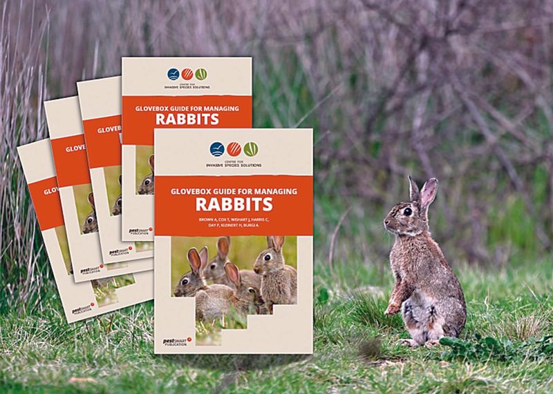 Practical guide to managing feral rabbits post image