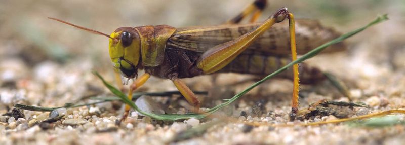 Locusts land  in SA post image