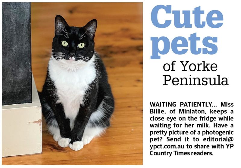 Cute pets of YP post image