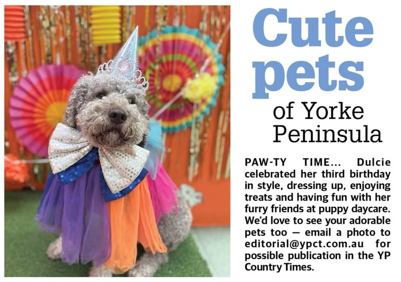 Cute pets of YP post image