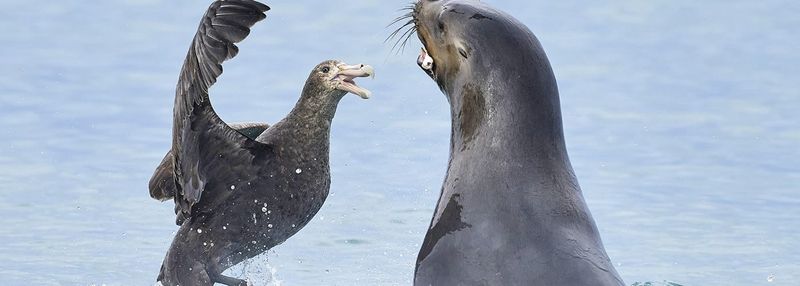 Why wildlife experts are watching Australia’s marine mammals post image