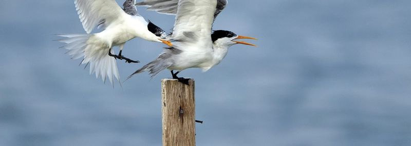 Locals urged to avoid dead birds as flu cases grow post image