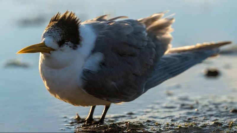 Everything you need to know about Australia's bird flu surge post image