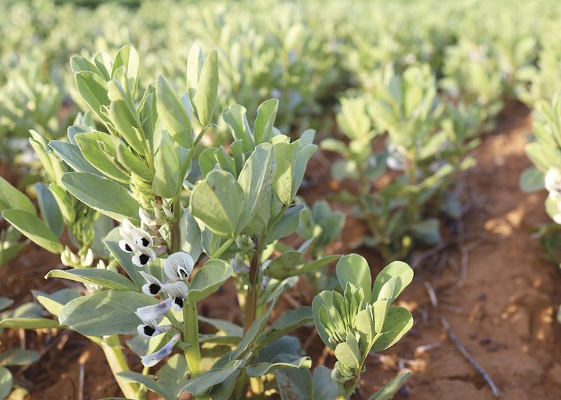 Renewed effort to supercharge faba beans post image