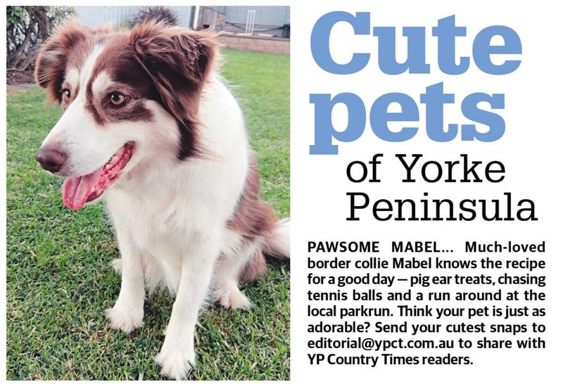 Cute pets of YP post image