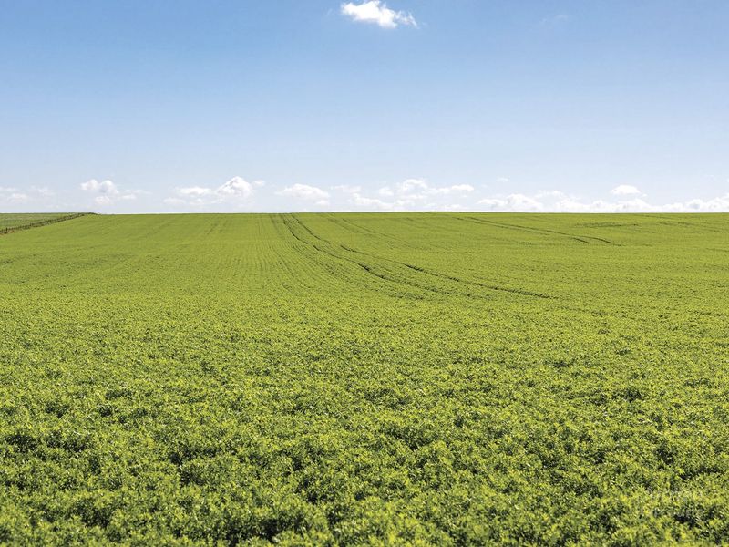 Outstanding opportunity to secure a parcel of quality cropping land post image