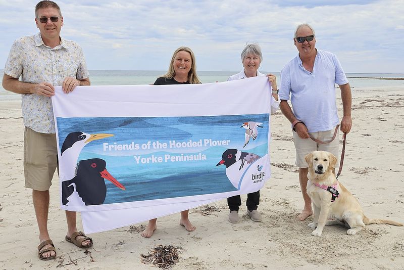 Helping hooded plovers survive on local beaches post image
