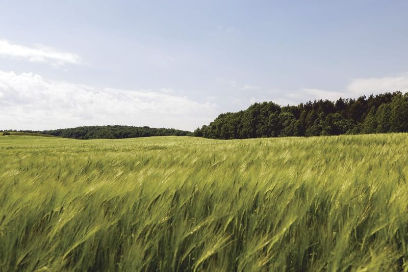 Grain forecast jumps as farmers eye bumper crop post image