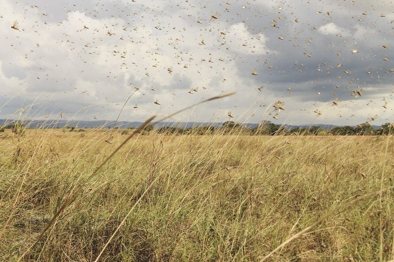 Farmers on high alert after mice, locust numbers rise post image