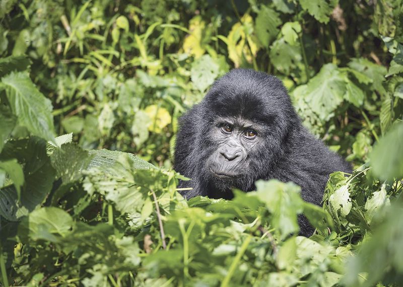 The fascinating life of gorillas post image