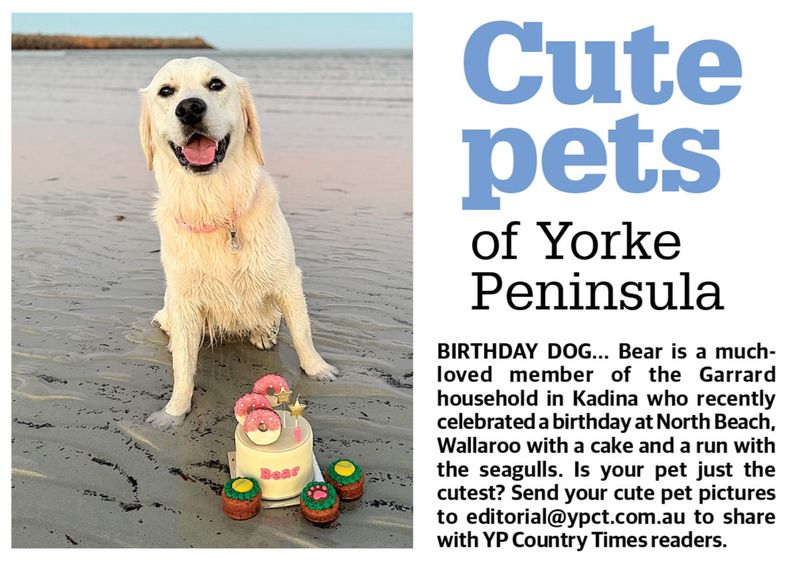 Cute pets of YP post image