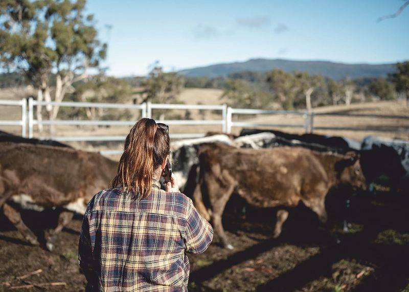 Q fever vaccination call for livestock workers post image
