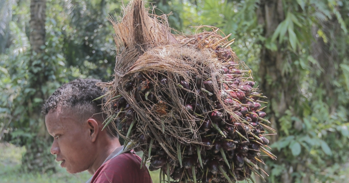 MPOC Ramal Pemulihan Harga Minyak Sawit Berikutan Peningkatan Permintaan dari India