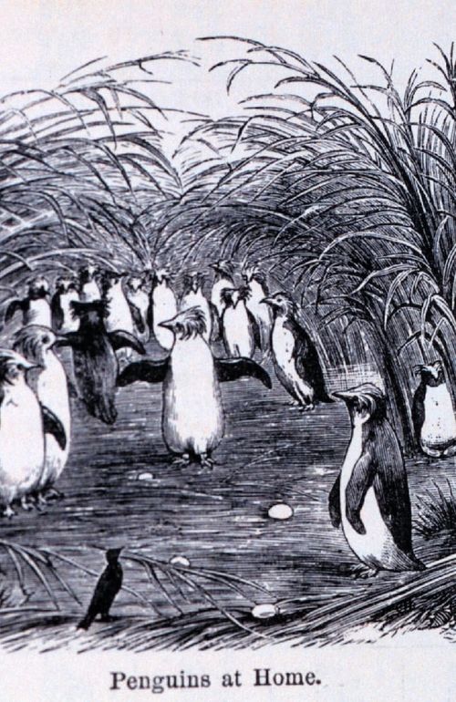 Engraving of "Penguins at Home" depicting a convivial cluster of various extroverted frilly birds.