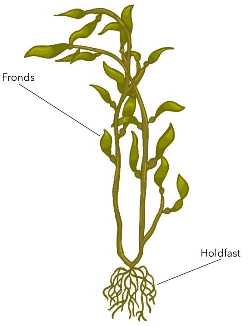 Cool Kelp Facts (talk notes)