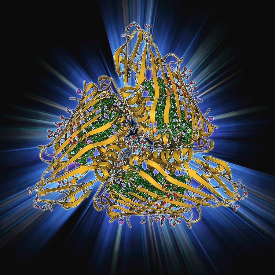 What quantum neuroscience can learn from biophysics