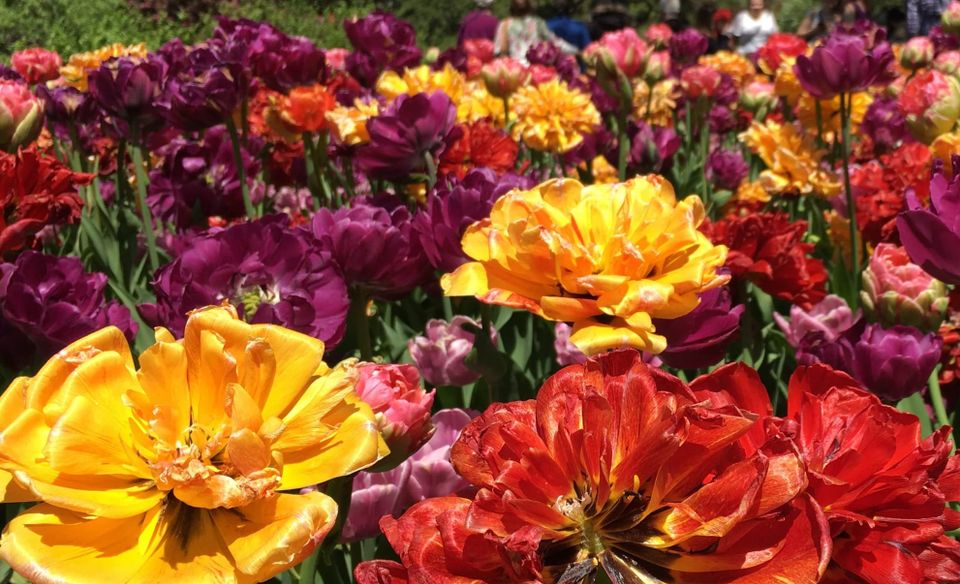 Tulips at the end of spring.