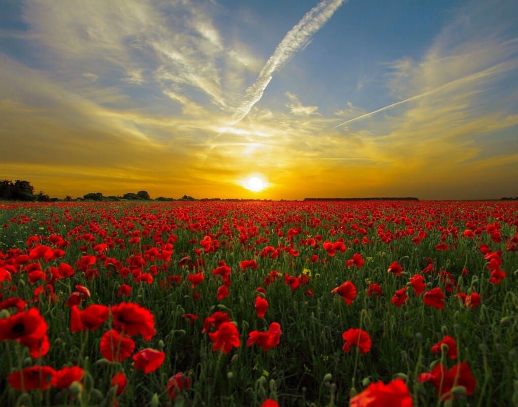 Lest We Forget