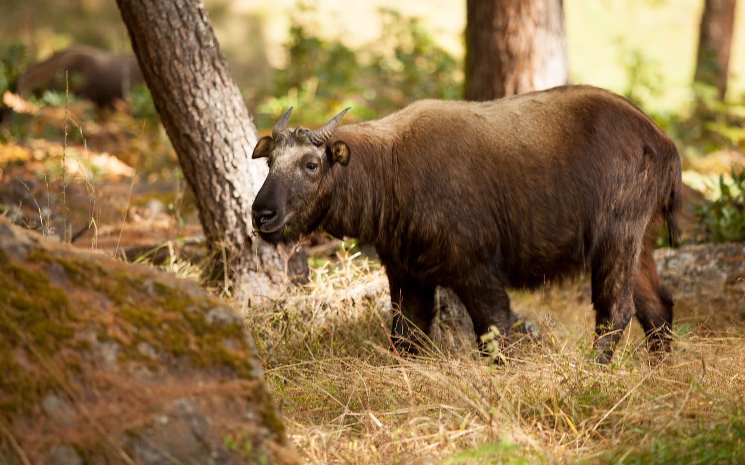 Takin Preserve Thimphu Bhutan wildlife sanctuary