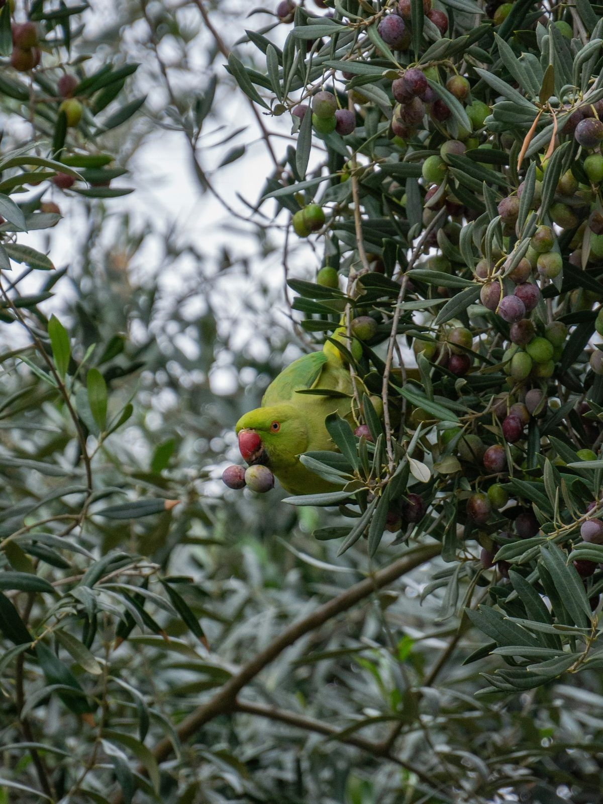 The Green, Green Birds of Rome