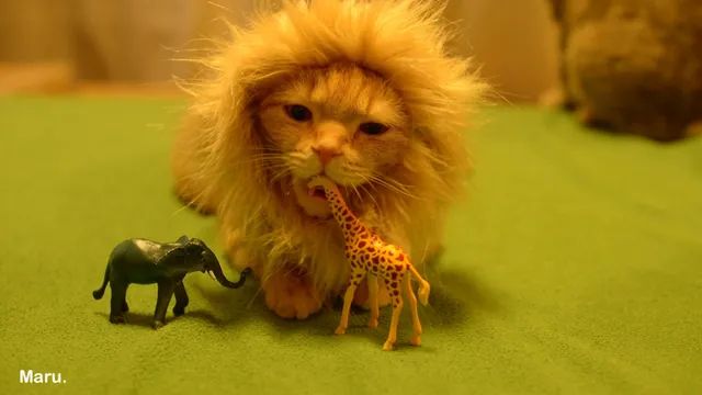 Unleashing the lion! 