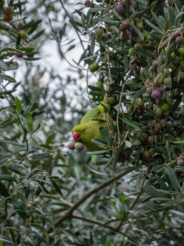 The Green, Green Birds of Rome