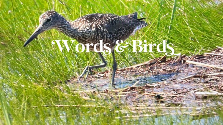 The Man Who Got Lost