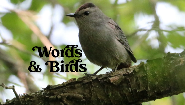 A great big bear and a letter from Oberon