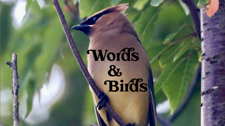 The Starbuck sticker plus bacon