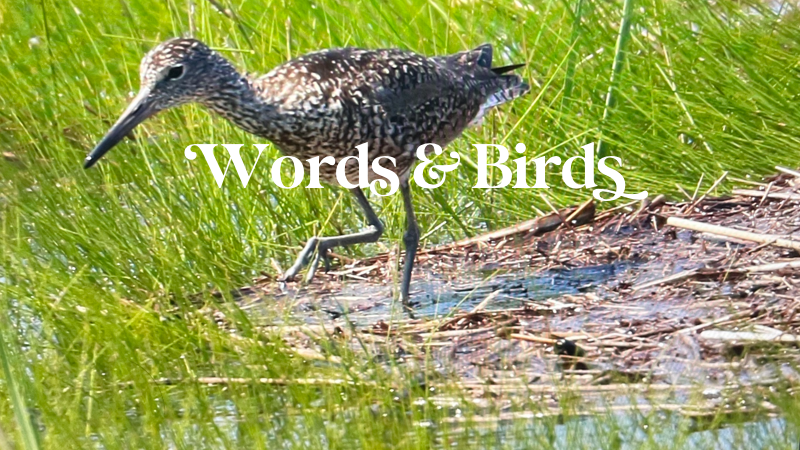 The Man Who Got Lost