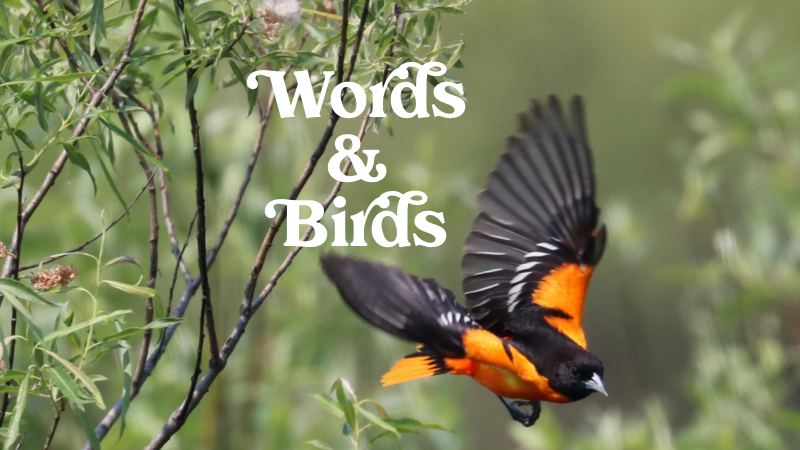 Your free audiobook plus an online event with Luke Daniels