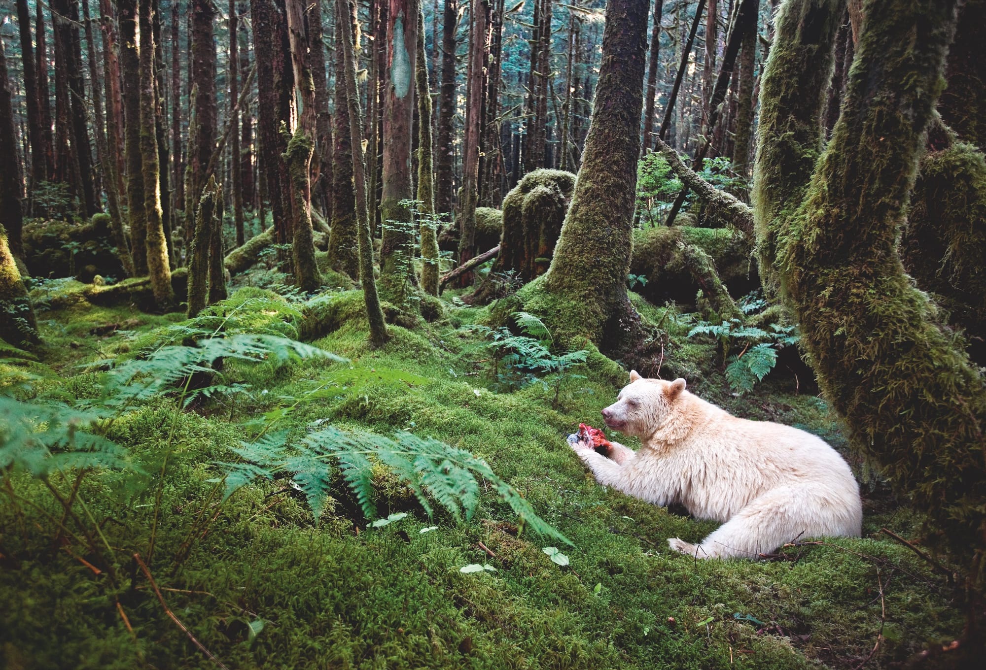 Window On The World: How National Geographic Stumbled Into Photography
