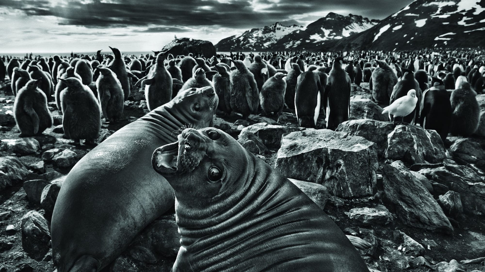 One of the World’s Most Celebrated Photojournalists Takes Us on an Extraordinary Journey Across Our Planet to Show that We All Co-Exist