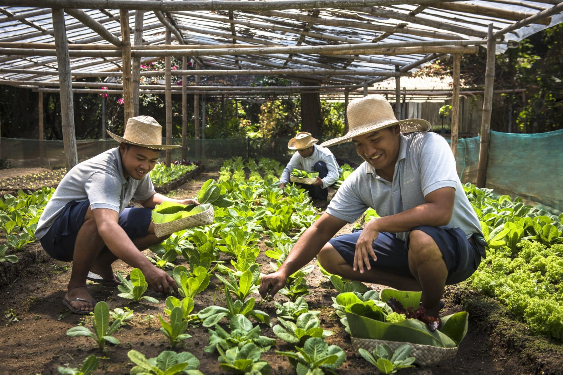 Amanpulo Organic Garden