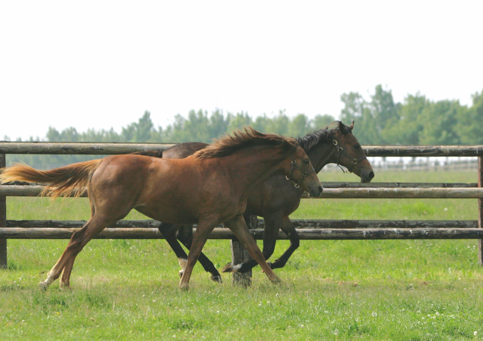 Hidden Within the Countryside of Normandy is a Lebanese Politician’s Idyllic Horse Breeding Estate