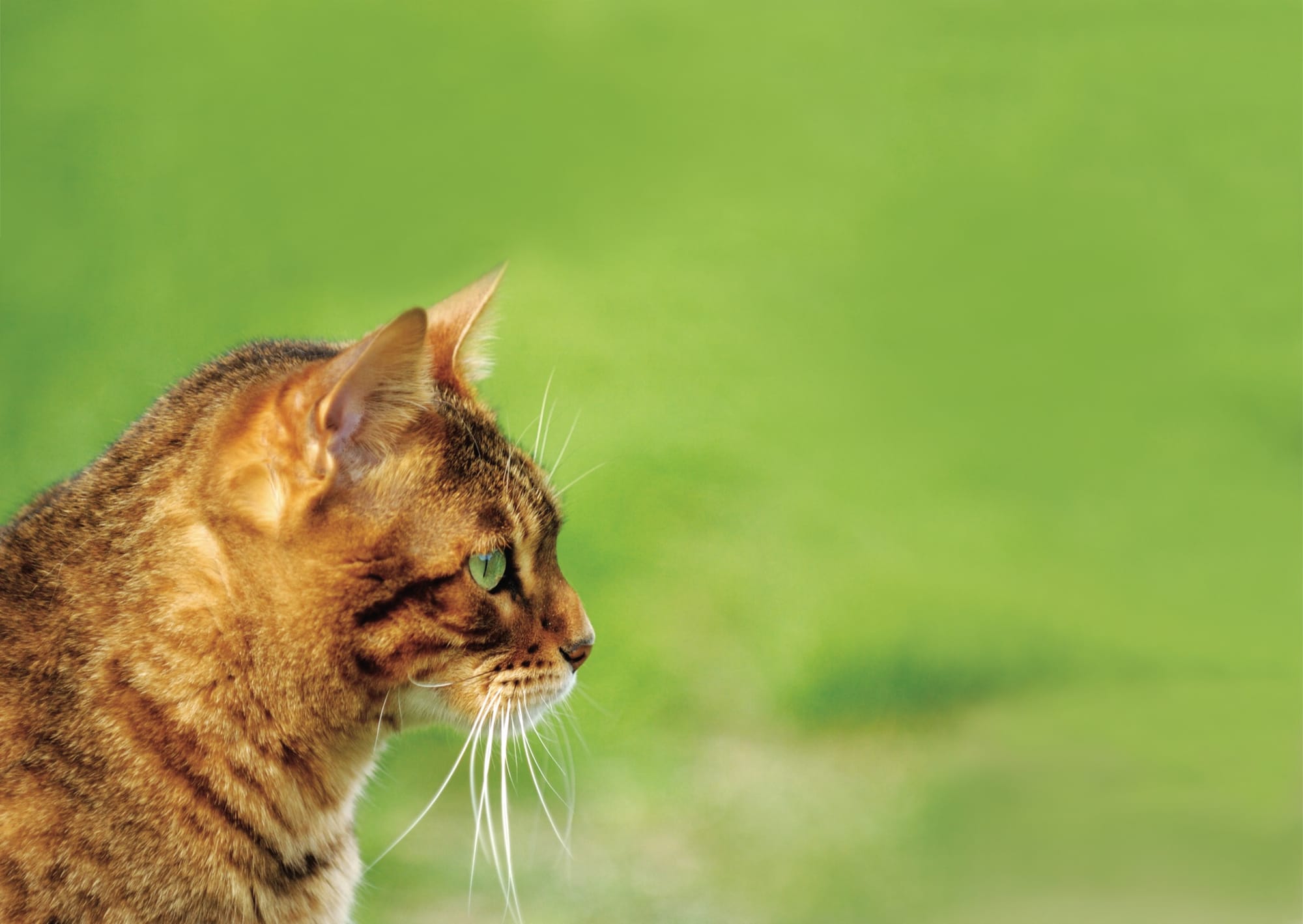 A purr from the wild