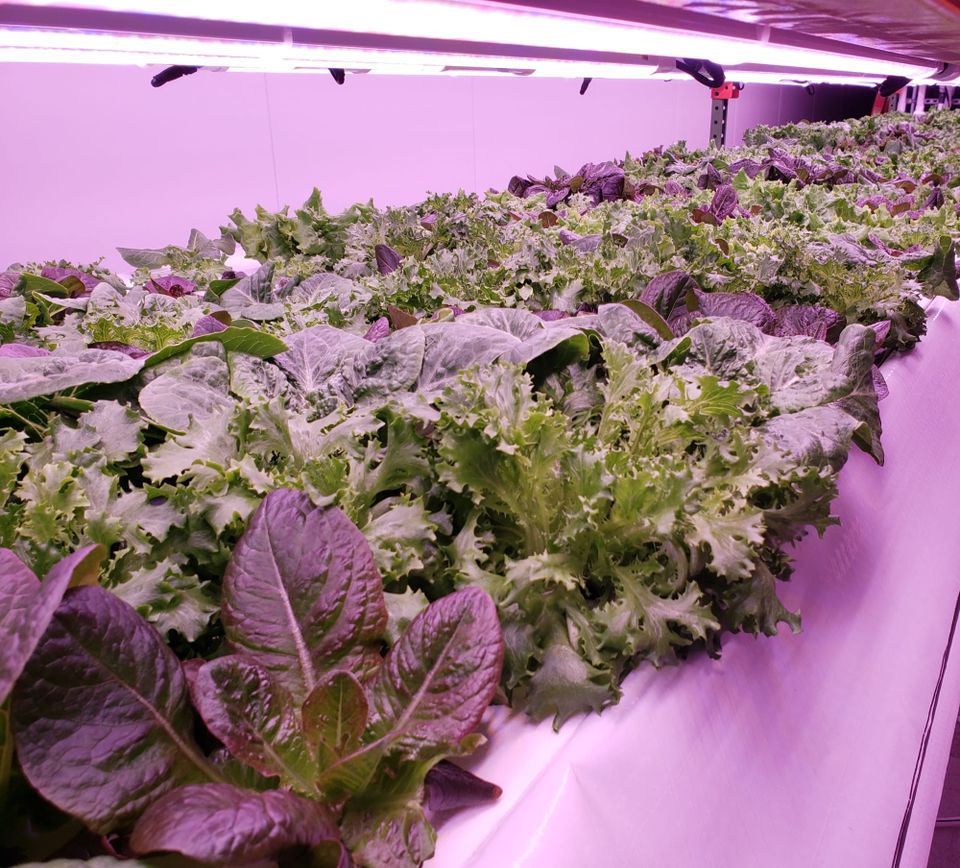 Growing Greens in the Desert With the World's Largest Vertical Farm